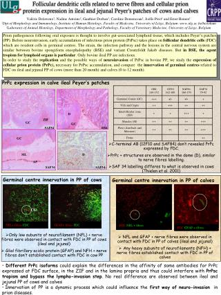 Follicular dendritic cells related to nerve fibres and cellular prion