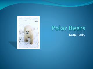 Polar Bears