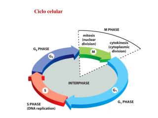 Ciclo celular