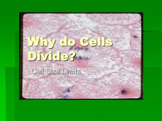 Why do Cells Divide?