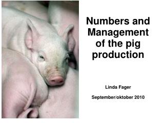 Numbers and Management of the pig production Linda Fager September/oktober 2010