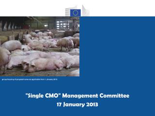 &quot; Single CMO &quot; Management Committee 17 January 2013