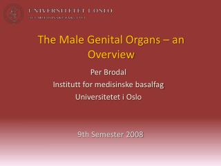 The Male Genital Organs – an Overview