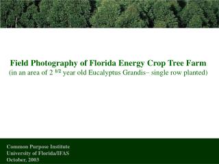Field Photography of Florida Energy Crop Tree Farm