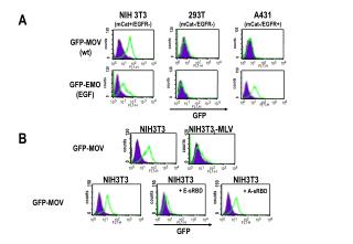 GFP-MOV (wt)