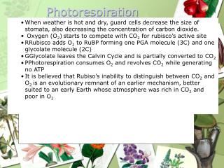 Photorespiration