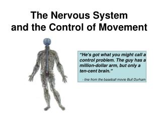 The Nervous System and the Control of Movement