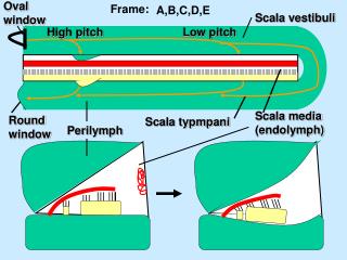 Scala vestibuli