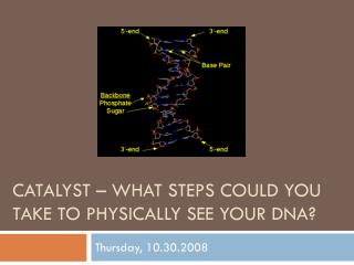 Catalyst – What steps could you take to physically see your dna ?