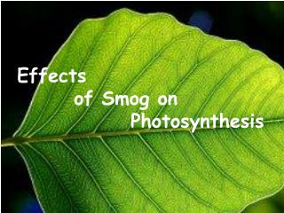 Effects 		of Smog on 				Photosynthesis