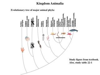 Kingdom Animalia