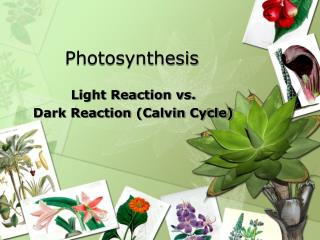 Photosynthesis