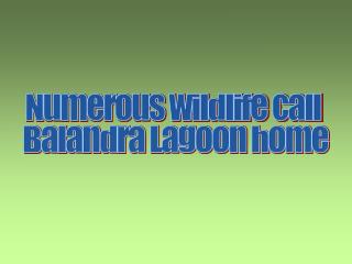 Numerous wildlife call Balandra Lagoon home