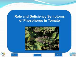 Role and Deficiency Symptoms of Phosphorus in Tomato