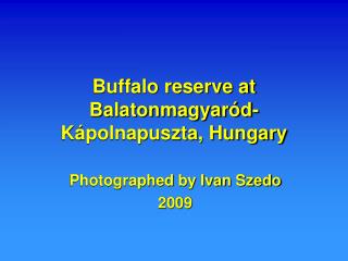 Buffalo reserve at Balatonmagyaród-Kápolnapuszta, Hungary