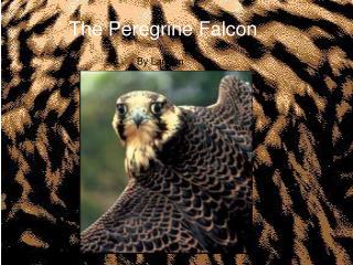 The Peregrine Falcon