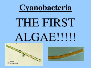 Cyanobacteria