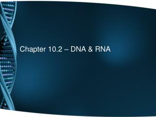 Chapter 10.2 – DNA &amp; RNA