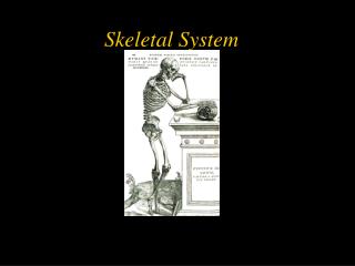 Skeletal System