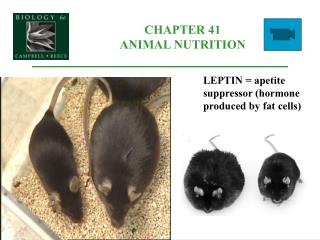CHAPTER 41 ANIMAL NUTRITION