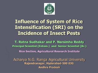 Influence of System of Rice Intensification (SRI) on the Incidence of Insect Pests