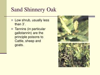 Sand Shinnery Oak