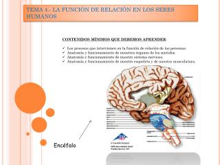 TEMA 4.- LA FUNCIÓN DE RELACIÓN EN LOS SERES HUMANOS