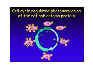 pRB Binds to the E2F Transcription Factor