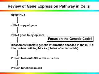 Review of Gene Expression Pathway in Cells