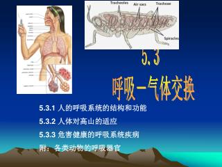 5.3 呼吸－气体交换