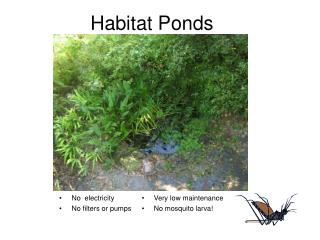 Habitat Ponds