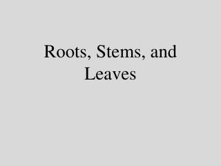 Roots, Stems, and Leaves