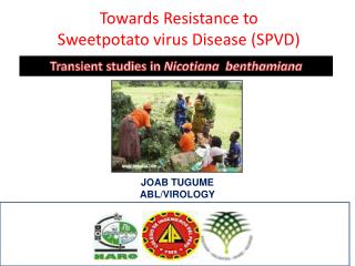 Towards Resistance to Sweetpotato virus Disease (SPVD)