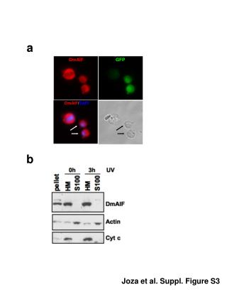 Joza et al. Suppl. Figure S3