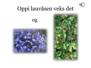 Oppi lauvåsen veks det