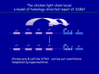 The chicken light chain locus: a model of homology-directed repair of SSBs?