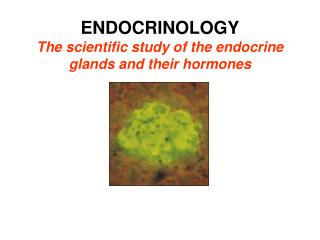 ENDOCRINOLOGY The scientific study of the endocrine glands and their hormones