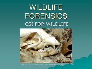 WILDLIFE FORENSICS