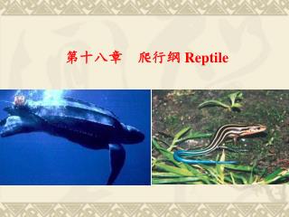 第十八章 爬行纲 Reptile