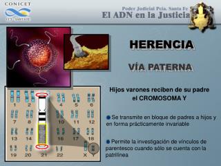 HERENCIA