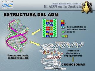 ESTRUCTURA DEL ADN