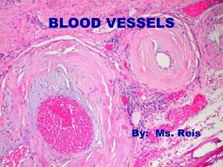 BLOOD VESSELS