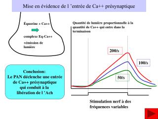 Mise en évidence de l ’entrée de Ca++ présynaptique