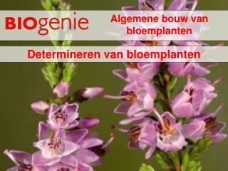 Algemene bouw van bloemplanten