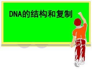 DNA 的结构和复制