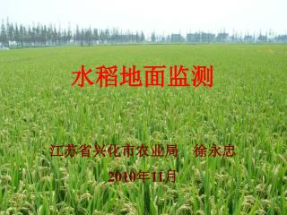 水稻地面监测 江苏省兴化市农业局 徐永忠 2010 年 11 月