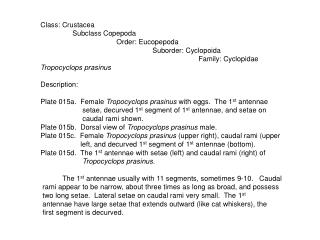 Class: Crustacea Subclass Copepoda
