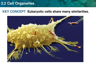 KEY CONCEPT Eukaryotic cells share many similarities.