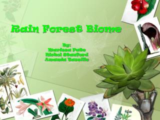 Rain Forest Biome