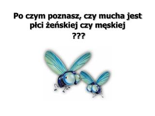 Po czym poznasz, czy mucha jest p ł ci ż e ń skiej czy m ę skiej ???